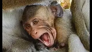 So pity baby Aiden angry mother difficult much to wait cos hungry milk| Why baby open big mouth....