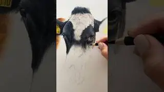 Drawing a Realistic Cow in Coloured Pencils #realisticdrawing #hyperrealistic #realism #wildlifeart