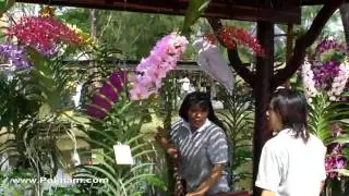 Thai Orchid Festival