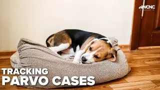 Vets warn about dangers of Parvo