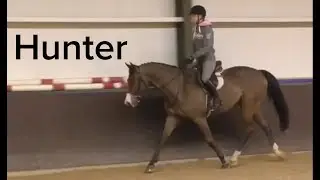 Hunter Jumper Horse for Sale