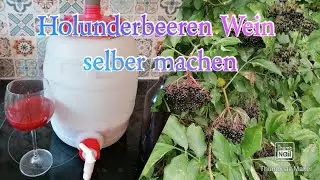 Holunderbeeren Wein herstellen, Jungwein