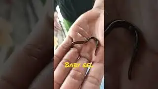 baby Eel found in the Farm #islandfarm #sustainablefarming #eelfish