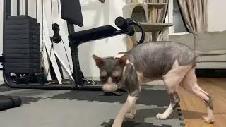 Fur & Furless is live