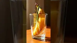 From a banana to a growing plant 🌱Nature&rsquo;s quiet miracle inside a glass.&rdquo;