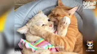 Funny Cats Compilation 2025 😂