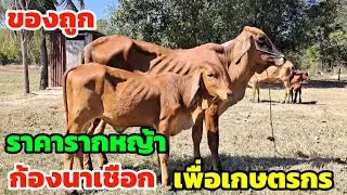 ของดี ต้อนรับปีใหม่ ราคาเบาๆ ก้องนาเชือก ที่นี่ววัวงามเพื่อเกษตรกร