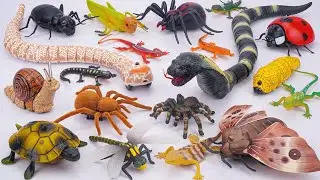 ZURU ROBO ALIVE COLLECTION | RC Naja Cobra Snake, Robo Tarantula Spider, New Insect Creeper | ASMR