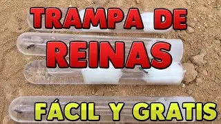 TRAMPA PARA REINAS F&Aacute;CIL | CONSEGUIR HORMIGAS REINA