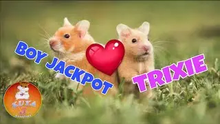 TRIXIE AT BOY JACKPOT||ANG MAHAHAROT KONG HAMSTER 🐹