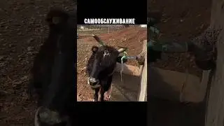 водопой#shortvideo
