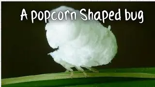 Popcorn shaped bug | Tiny Amazonian Bug Looks Like a Walking Piece of Popcorn