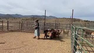 Building Confidence in Young Stockdogs | Step-by-Step Foundation Training