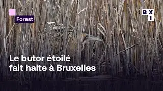 Un oiseau rarissime observ&eacute; au marais Wiels