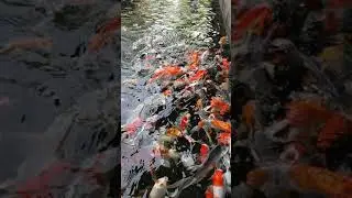 IKAN KOI BANYAK BANGET | KASIH MAKAN IKAN KOI