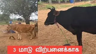 3 மாடு விற்பனைக்காக  #radhakrishnanfarms 