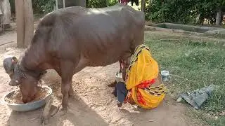 Indian Desi Women Buffalo Milking || Buffalo Milk Video 2022