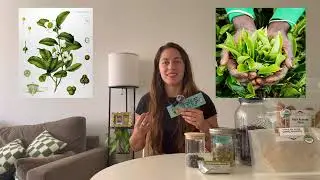 The Art of Tea | True Tea vs Herbal Tisanes (15-Minute Introduction)