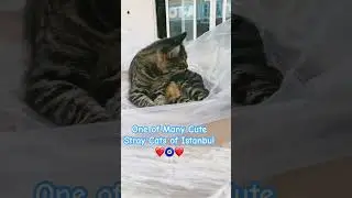 #catlover #straycat #catvideos #cats #catsofistanbul #istanbul