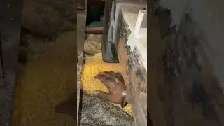Makka Dalia machine with grading chalna, corn Dalia machine ☎️📲📞+91 98260 53289