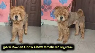 top quality Chow Chow Dog for sale in telugu/ 70758 45056 /aj pets