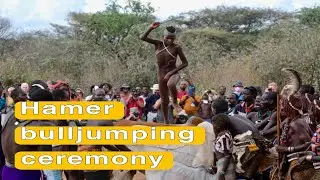 Hamer Bull jumping ceremony Omo Valley Ethiopia