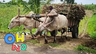 Bullockcart stunt videos | Bullo ploughing video | cow videos | Bullockcart heavy load paddy field