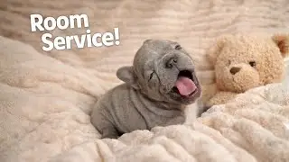Tiny Frenchie Yells for Bed Service While Half Asleep 😆🐾