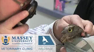 Wildbase Hospital I Behind the scenes at Massey Vet School