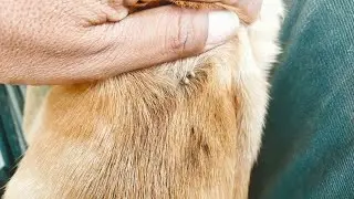 Gentle Tick Removal with Care and Precision