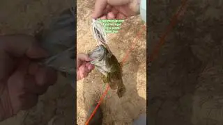 Secret Bass Bait #bassfishing #fishing #florida @realcmj
