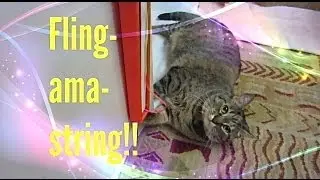 Greatest CAT Toy Ever: Fling-Ama-String &hearts; ft. Princess!!!