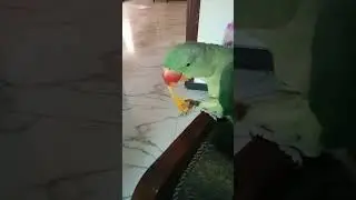 #parrot eating#lays##viral #viralvideo #2023 #bestshorts #shortvideo #birds #shorts #shortsyoutube