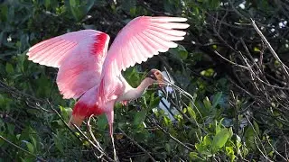 Roseate Spoonbill