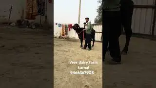 #murrah #cbnews #greatmaharashtra #cow #dairyfarm #farminglife