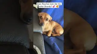 Does Peaches look like his sister Brandy? Reply in comments. #dog #puppy #dogshorts #cute #doggo