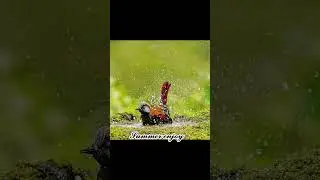#birdsbathing #summerenjoy #shorts