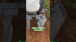 Cotton farming#shortvideo #shorts #farming #agricultureindia