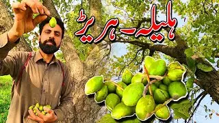 Benefits of Terminalia Chebula | Myrobalan | Halela/Halila Zard | Hareer ke Fadye |  ہلیلہ۔ہریڑ |
