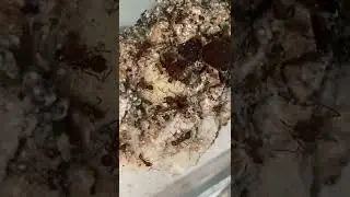 My Queen Ant Stopped Laying Eggs