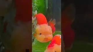 The Cutest Fish In The World
