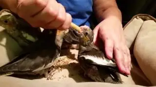 hand fed baby cockatiels 3 and 4 weeks old