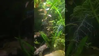 Blue diamond shrimp colony