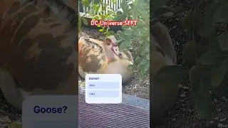 Real/Fake Goose at DC Universe - Six Flags Fiesta Texas #sixflagsfiestatexas #sixflags #goose