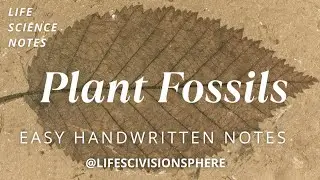 🌿 Plant Fossils | Types, Fossilization Process & Importance | Paleobotany 🌍