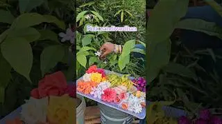 Flowers harvesting #flowers Flowers #mygarden #harvesting #gardening #shortvideo #ytshorts #garden