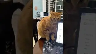 Daily Dose of Cats 12 🐾😹 Naughty Cats Caught Red-Handed! | Funniest Cat Moments 2025  #cat #funny