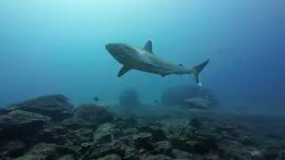 Magical silvertip sharks at Cocos Island
