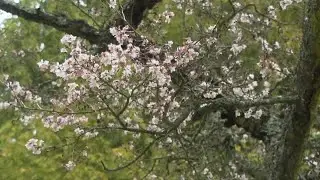 Blooming: Experts attribute climate change to Victoria's January blossoms