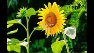 Royalty Free Stock Images HD Quality, 9 Flower Pictures(Commercial use)